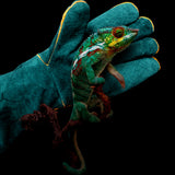 OMEM Animal Handling Gloves Full Leather Bite Proof Reptile Iguana Snake Lizard Scratch Resistant Protective Gloves Extra Long 23 Inch