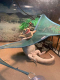 OMEM Mesh Triangular Reptile Hammock Lounger for Anoles, Bearded Dragons, Chameleon, Tree Frog, Geckos, Iguanas, Hermit Crabs