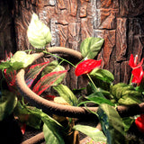 OMEM Reptile Box Landscaping with Rattan Tree Vine Chameleon Lizard Snake Jungle Habitat Decoration