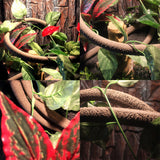 OMEM Reptile Box Landscaping with Rattan Tree Vine Chameleon Lizard Snake Jungle Habitat Decoration