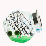 OMEM for Kids Algae Moss Balls Seed Glass Jar Aquarium Terrarium Kit